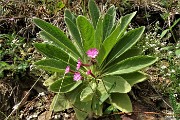 83 Silene dioica risalta sul verde del  fiore da sfondo 